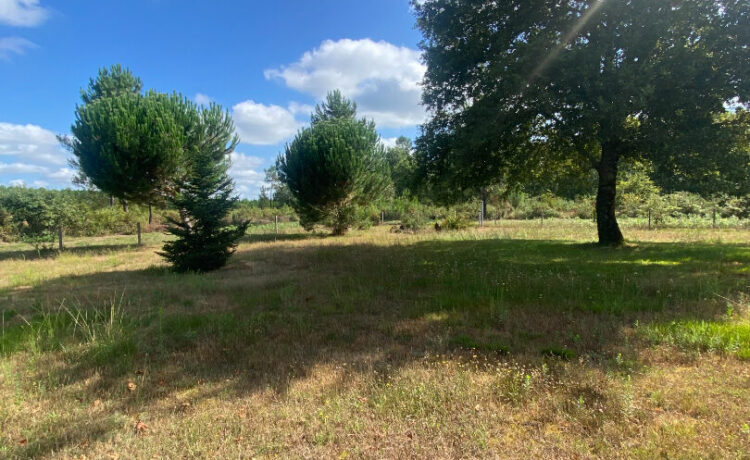 Terrain en lisière de forêt 1